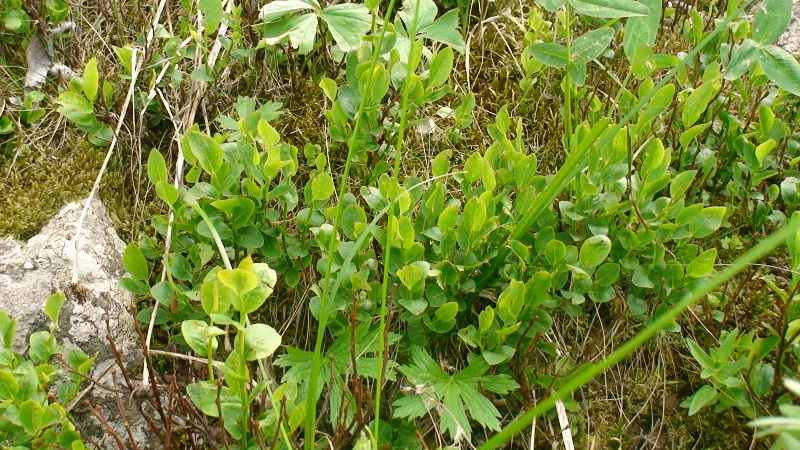 Image of Vaccinium myrtillus specimen.