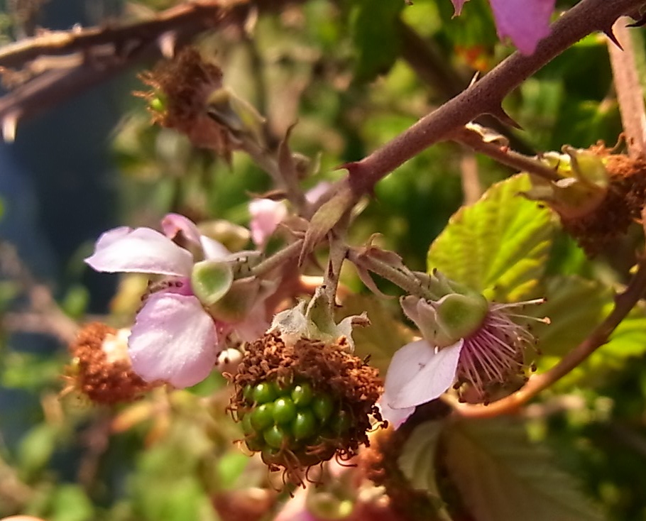 Image of Rubus ulmifolius specimen.