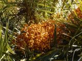 Phoenix canariensis