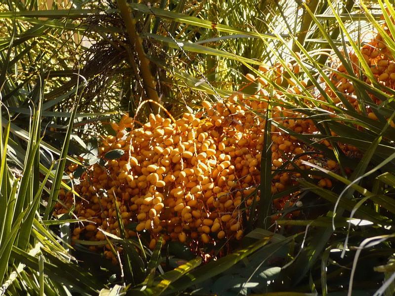 Image of Phoenix canariensis specimen.