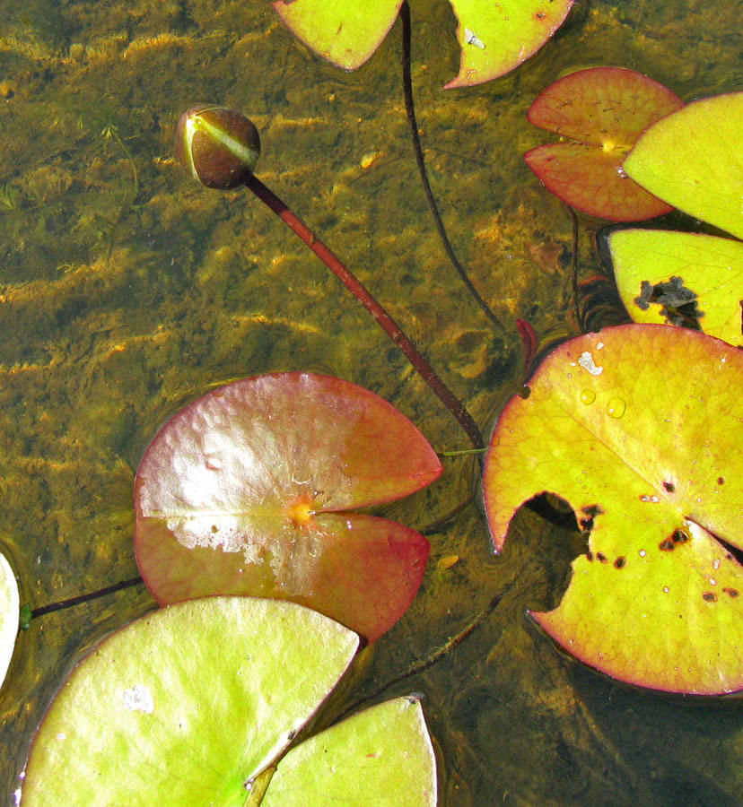 Image of Nymphaea candida specimen.