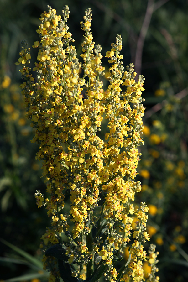 Изображение особи Verbascum lychnitis.