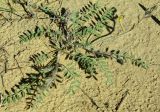 Astragalus turczaninowii