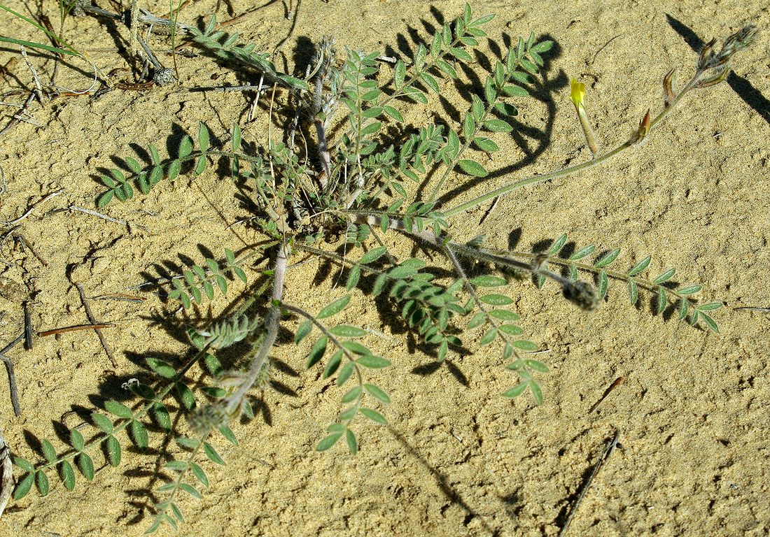 Изображение особи Astragalus turczaninowii.