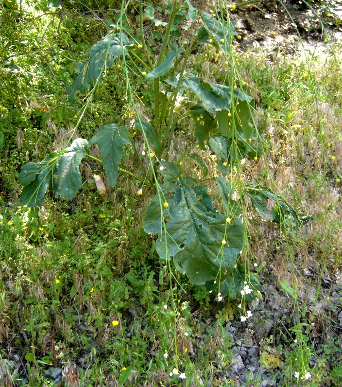 Image of Crambe orientalis specimen.