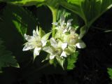 Rubus saxatilis