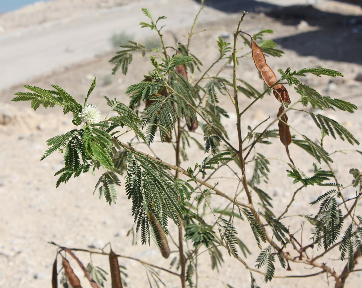 Изображение особи Leucaena leucocephala.