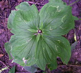 Paris quadrifolia. Растение с околоцветником, оставшимся после опадения плода. Курская обл., г. Железногорск, ур. Устье-Воронка. 30 июля 2007 г.