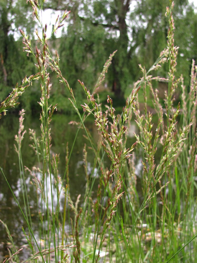 Image of Festuca pratensis specimen.