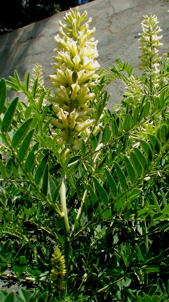 Изображение особи Pseudosophora alopecuroides.