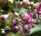 Hydrangea macrophylla. Фертильные цветки и бутоны. Германия, г. Кемпен, в парке. 01.07.2012.