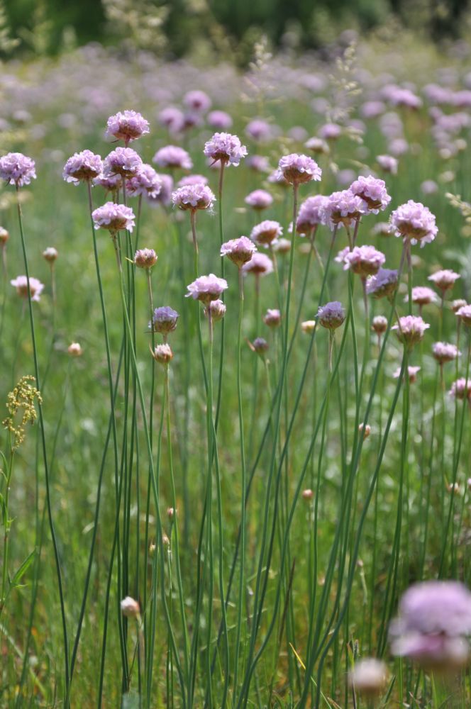 Image of Armeria vulgaris specimen.