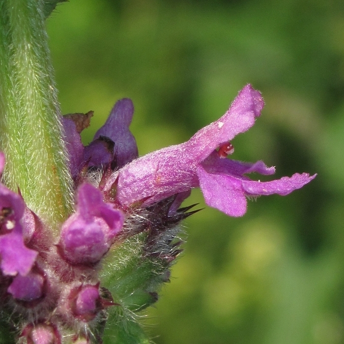 Image of Betonica officinalis specimen.