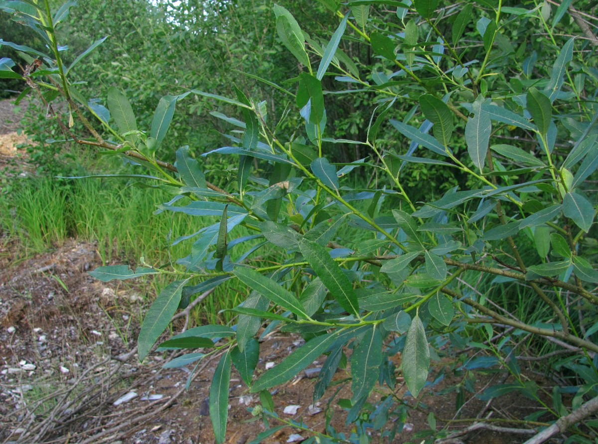 Image of genus Salix specimen.