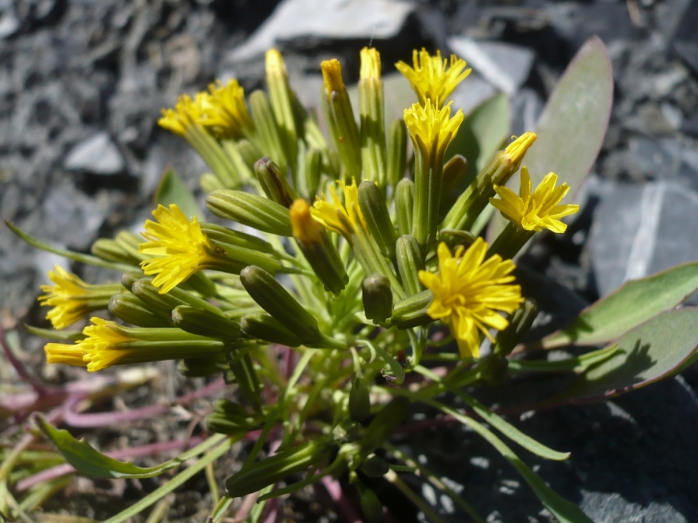 Изображение особи Crepis jacutica.