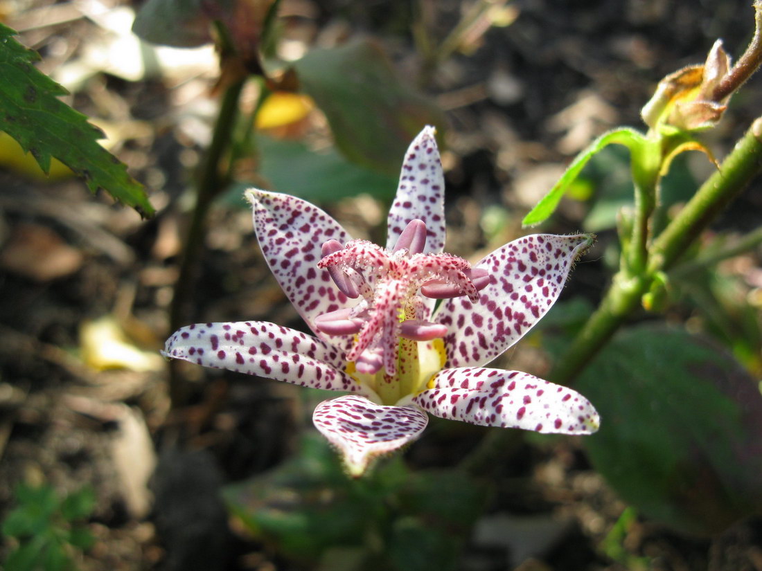 Изображение особи Tricyrtis hirta.