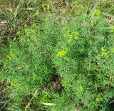 Euphorbia uralensis