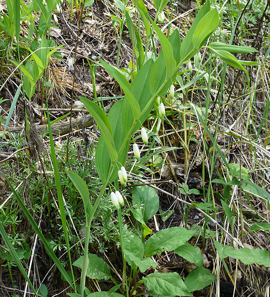 Image of Polygonatum odoratum specimen.