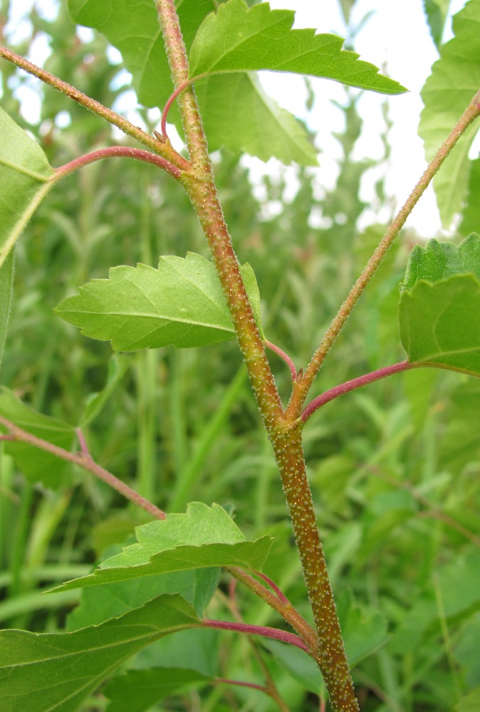 Image of Betula &times; aurata specimen.