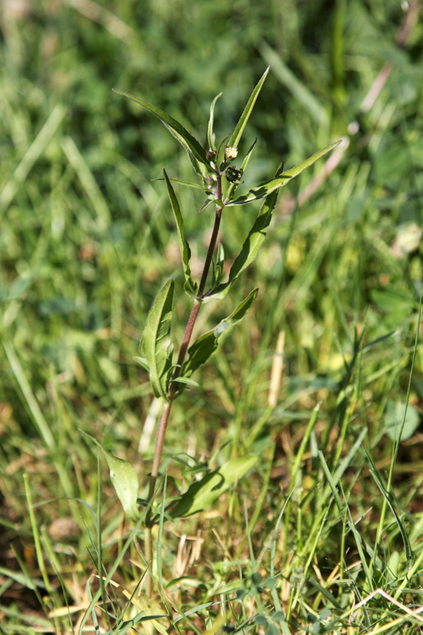 Image of Eclipta prostrata specimen.