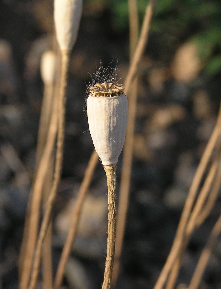 Изображение особи Papaver dubium.