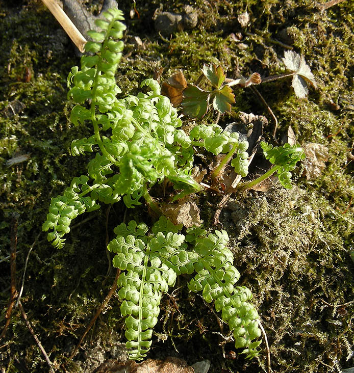 Image of Cystopteris fragilis specimen.