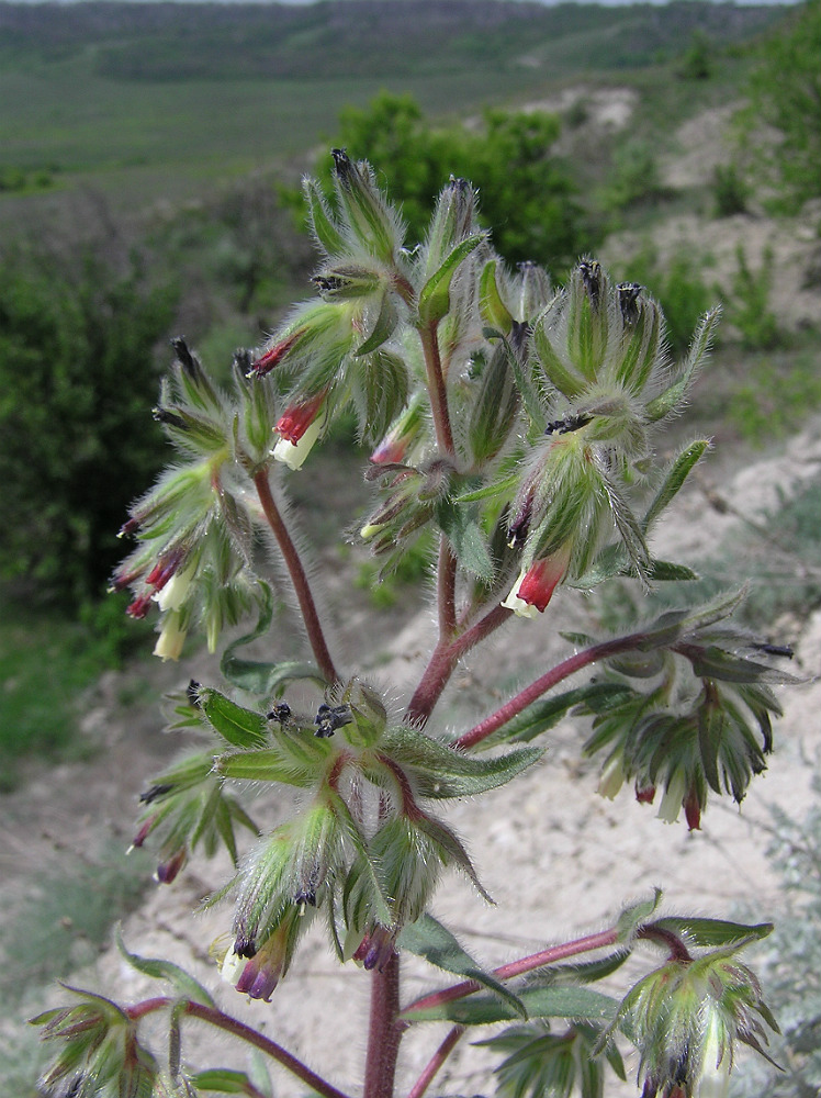 Изображение особи Onosma iricolor.