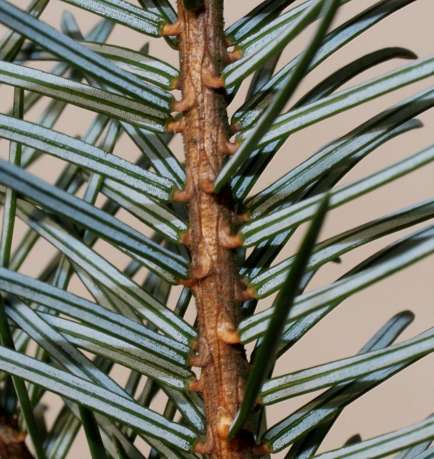 Image of Picea omorika specimen.