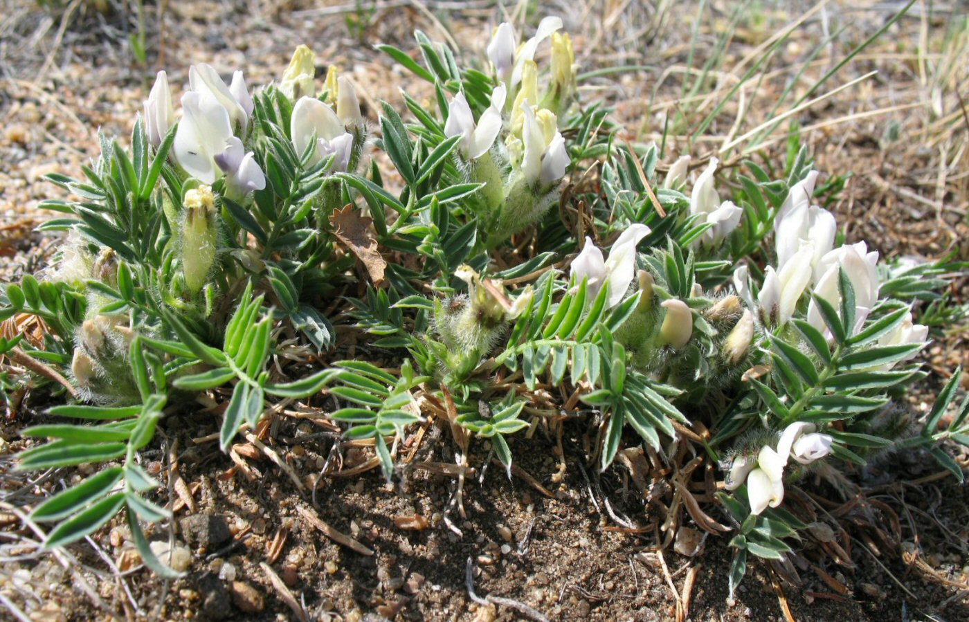 Изображение особи Oxytropis peschkovae.