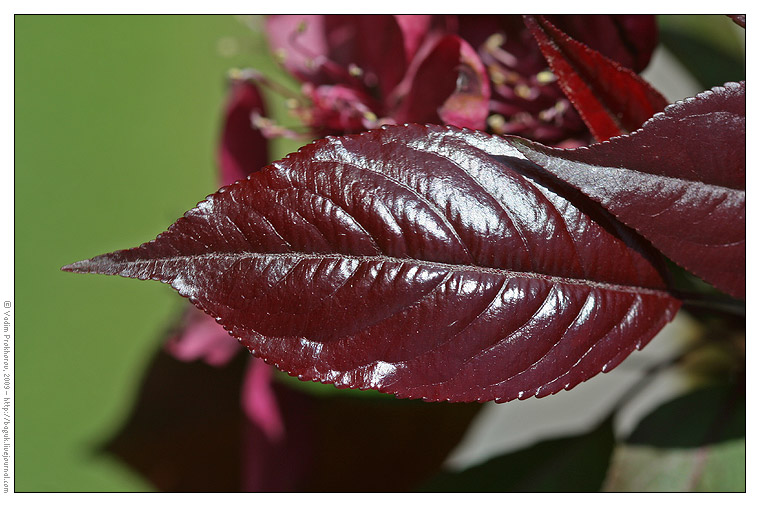 Image of Malus &times; purpurea specimen.