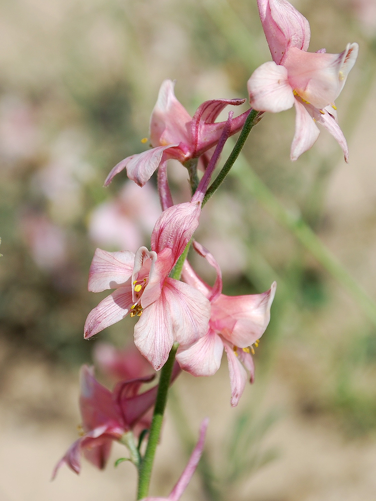 Изображение особи Delphinium camptocarpum.