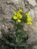 Erysimum cuspidatum. Верхушка побега с соцветием. Крым, Карадагский заповедник, юго-восточный склон хребта Беш-Таш, степной склон. 4 апреля 2013 г.