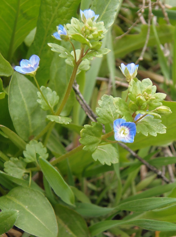 Image of genus Veronica specimen.