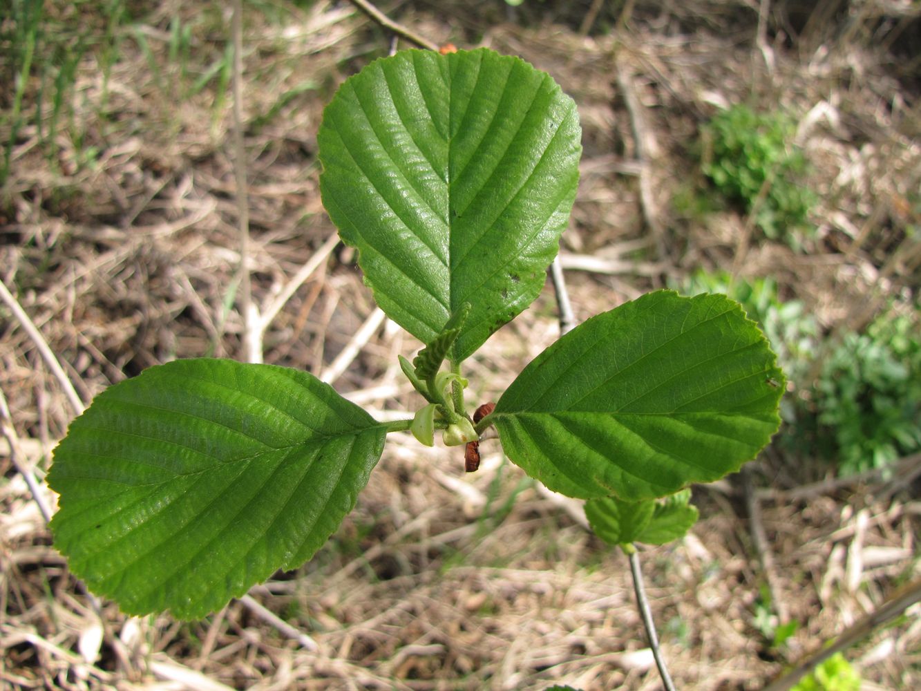 Image of Alnus glutinosa specimen.