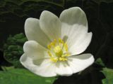 Sanguinaria canadensis