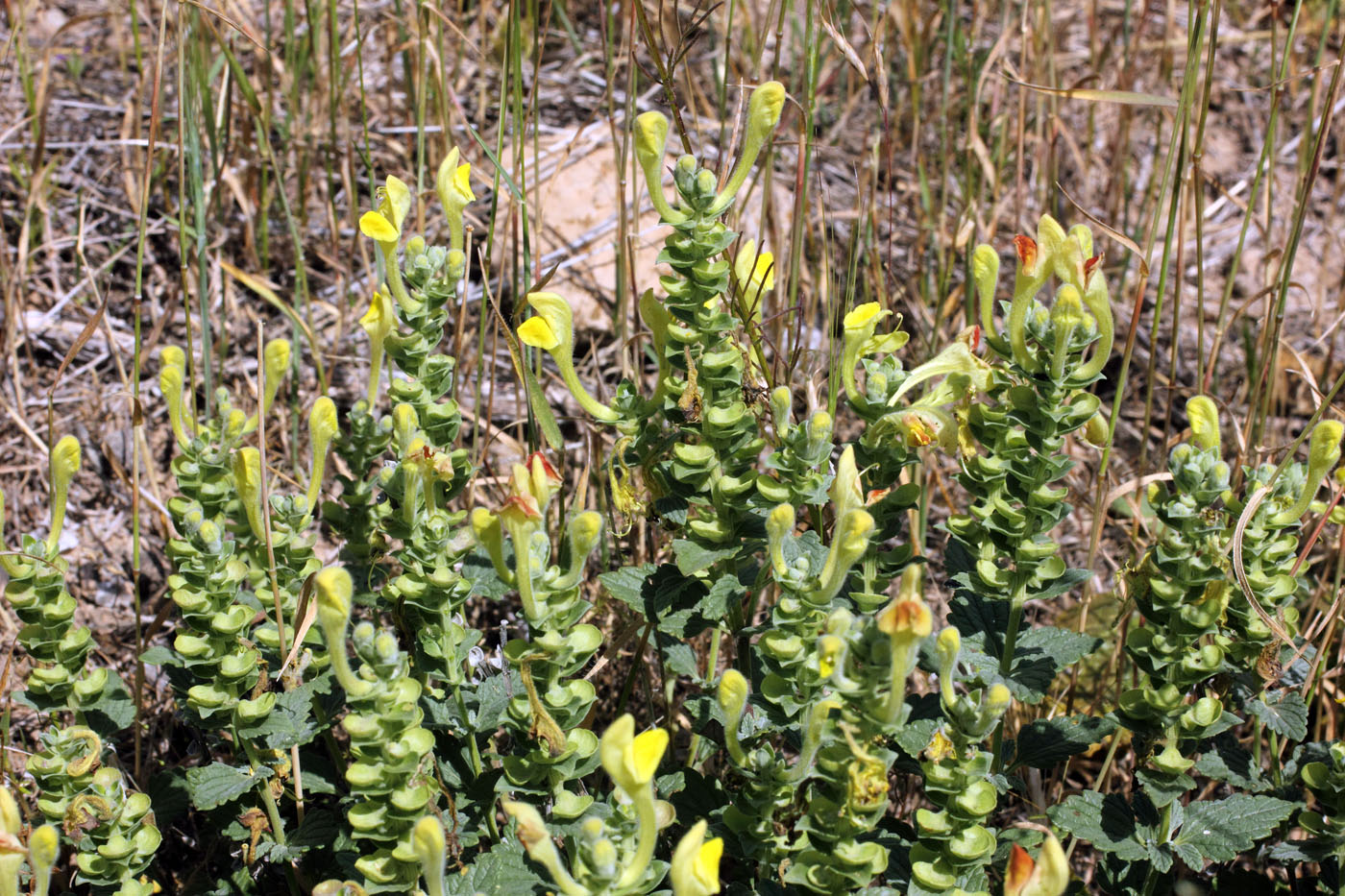 Image of Scutellaria microdasys specimen.