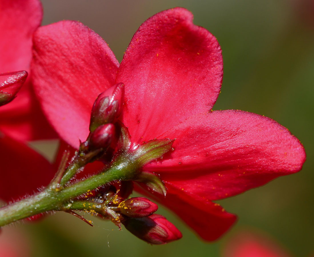 Изображение особи Jatropha integerrima.