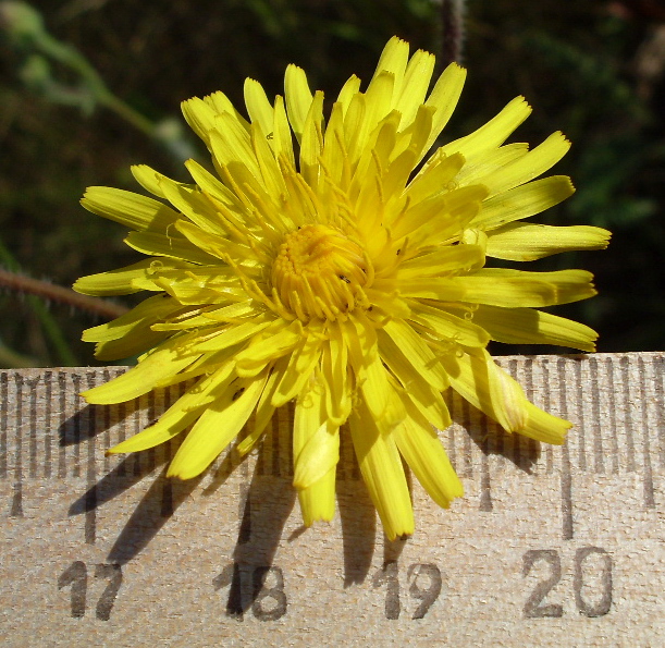 Image of Crepis rhoeadifolia specimen.