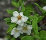 Mespilus germanica. Верхушка побега с цветками. Нагорный Карабах, Мартакертский р-н, окр. с. Колатак, широколиственный лес. 09.05.2013.