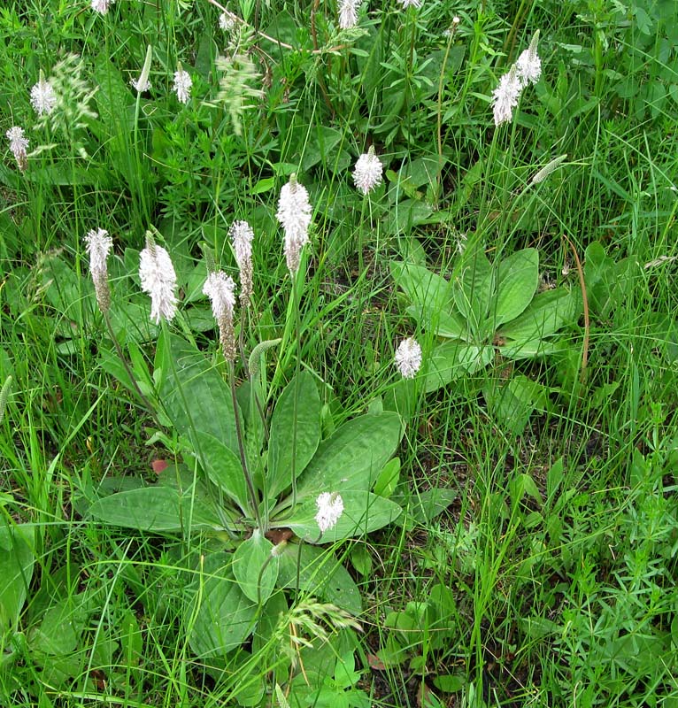 Image of Plantago media specimen.