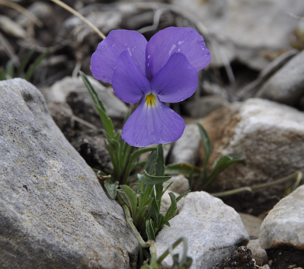 Изображение особи Viola pseudograeca.