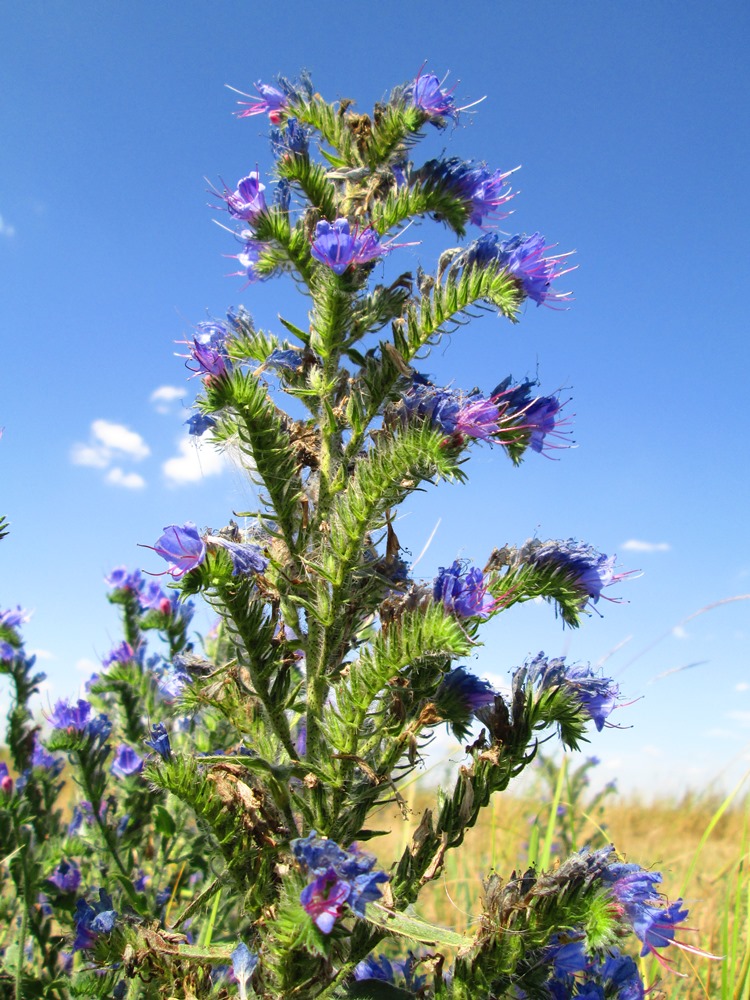 Image of Echium vulgare specimen.