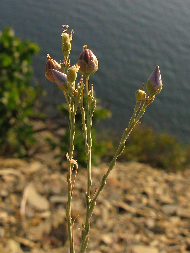 Image of Linum tenuifolium specimen.