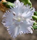 Dianthus gratianopolitanus. Цветок. Германия, г. Krefeld, Ботанический сад. 06.08.2013.