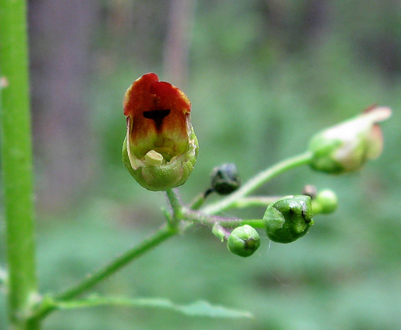 Image of Scrophularia nodosa specimen.