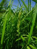 Carex vesicata