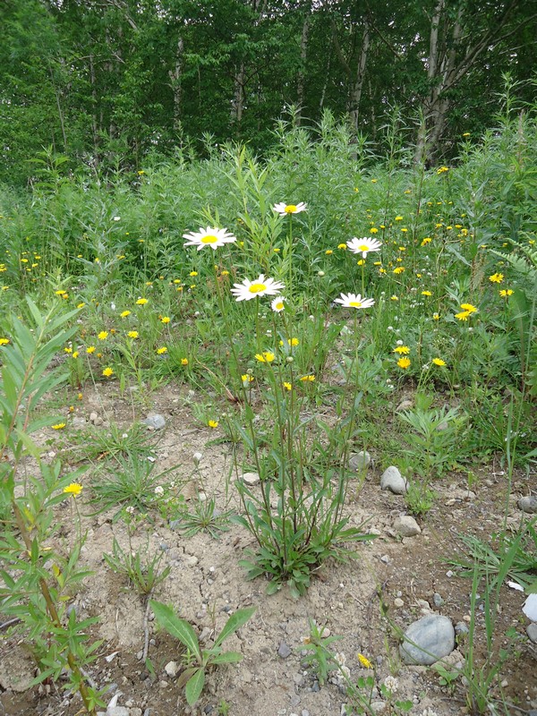 Image of Leucanthemum vulgare specimen.