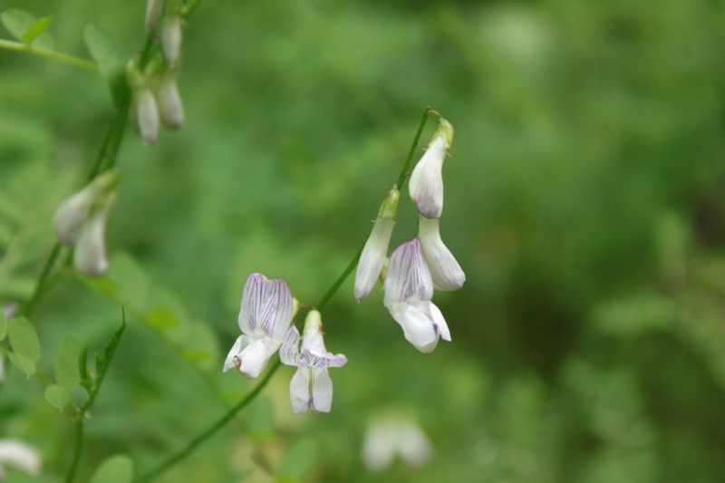 Image of Vicia sylvatica specimen.