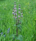 Phlomoides tuberosa. Верхушка цветущего растения. Иркутская обл., Иркутский р-н, долина р. Иркут, луг. 26.06.2007.