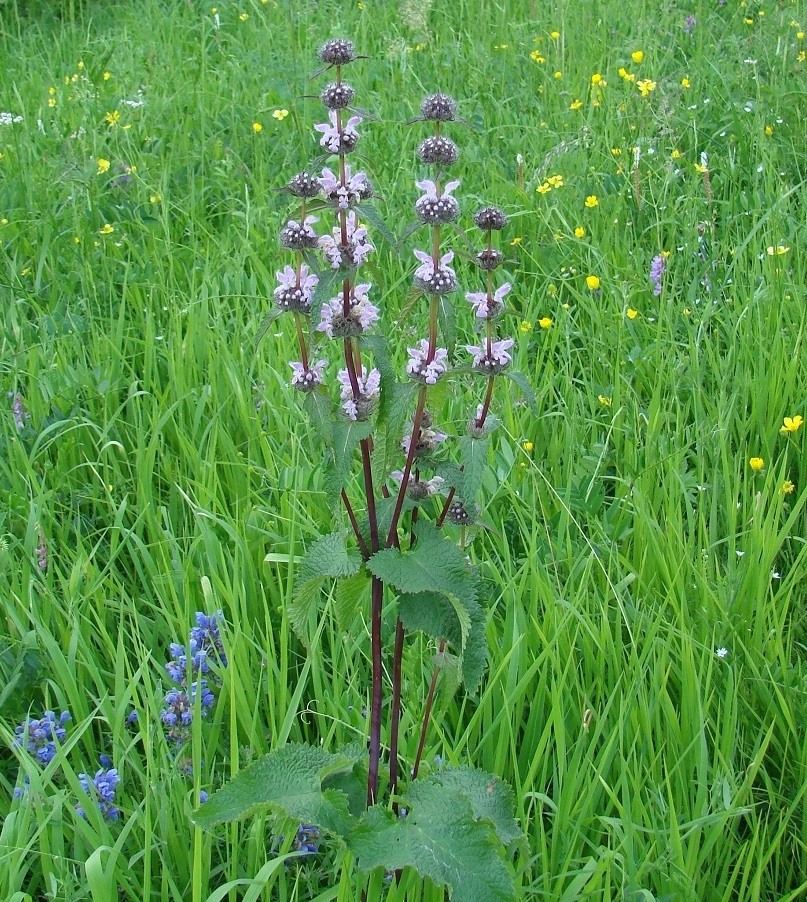 Image of Phlomoides tuberosa specimen.